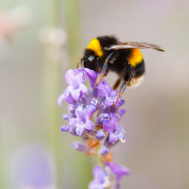 Bumblebee on purple flower