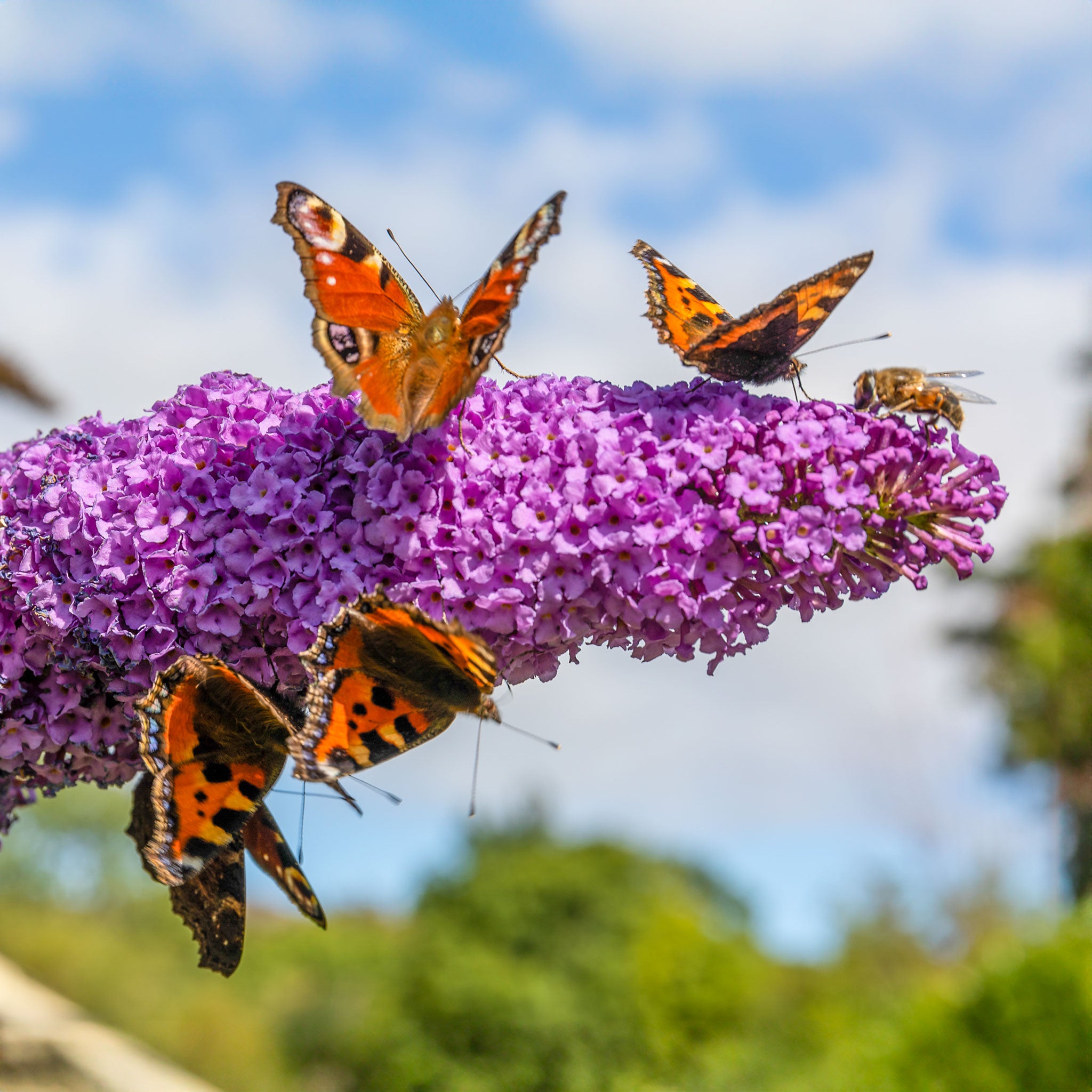 Monarch butterflies on purple flower