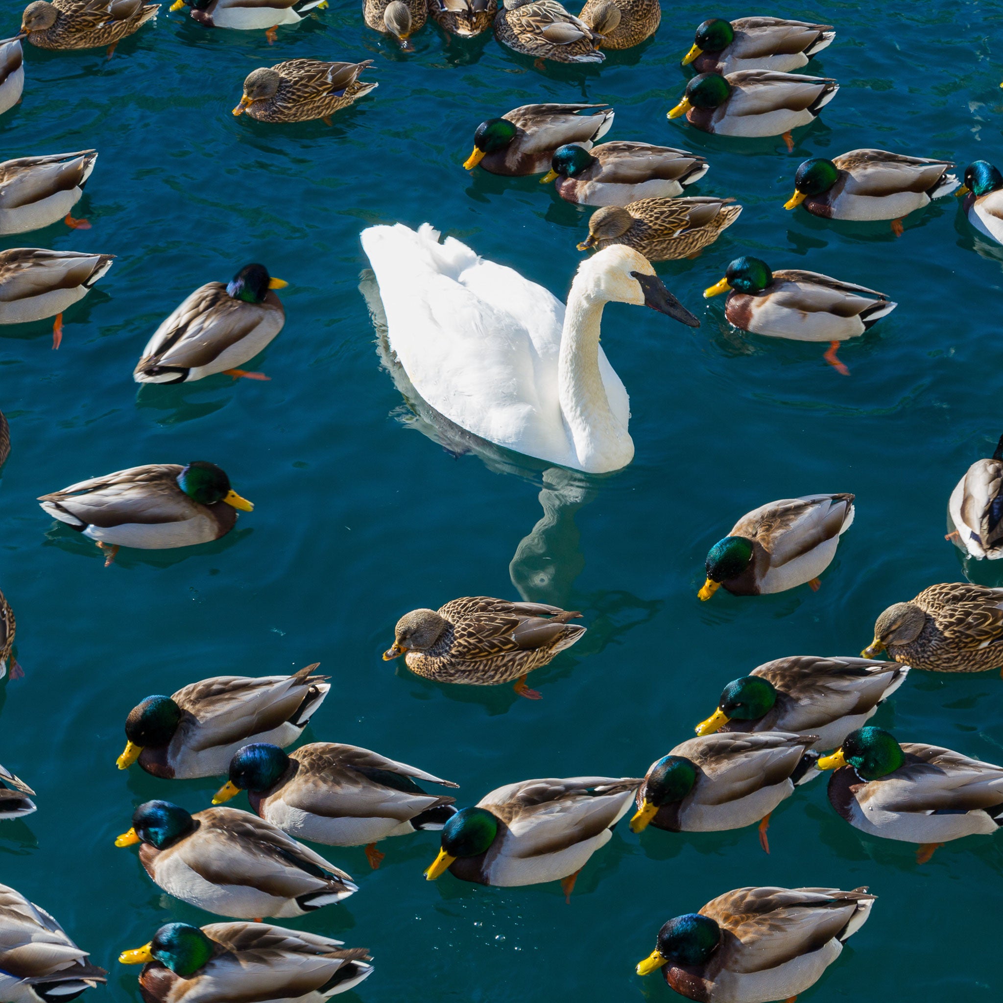 Swan surrounded by ducks on lake