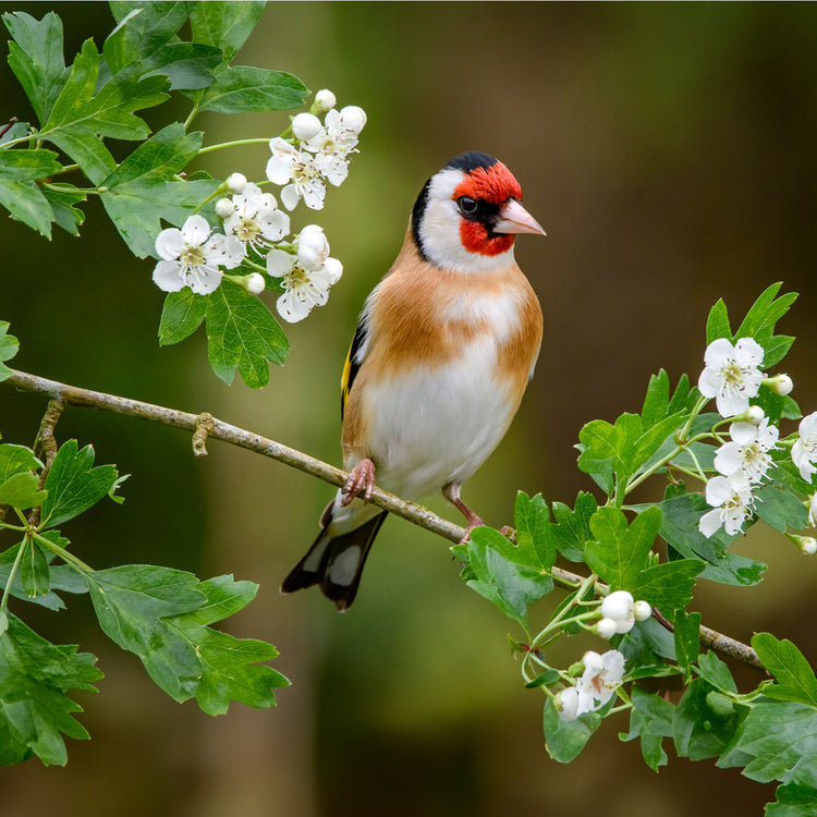 Gold Finch sitting in blossom tree