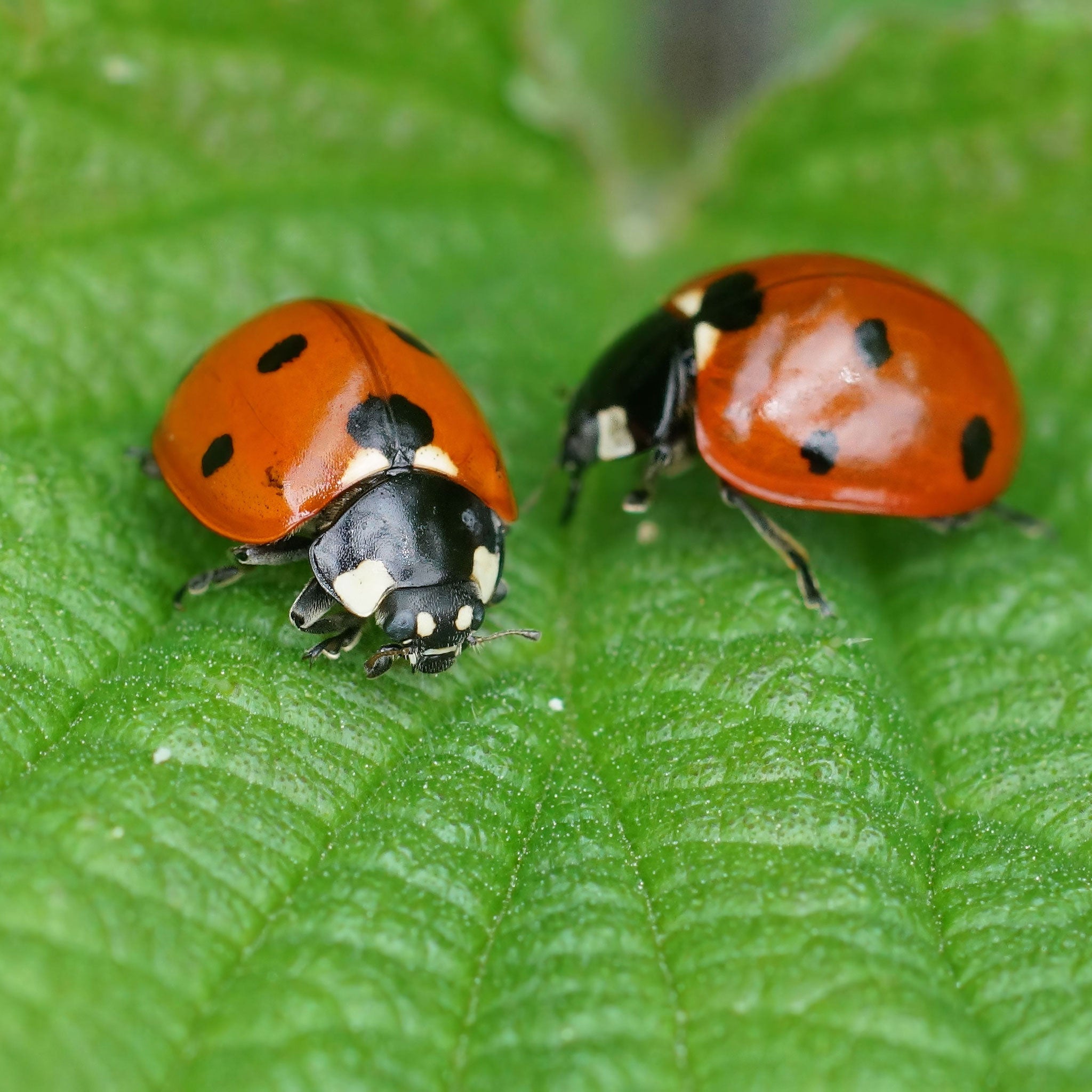 Two ladybirds on a leaf