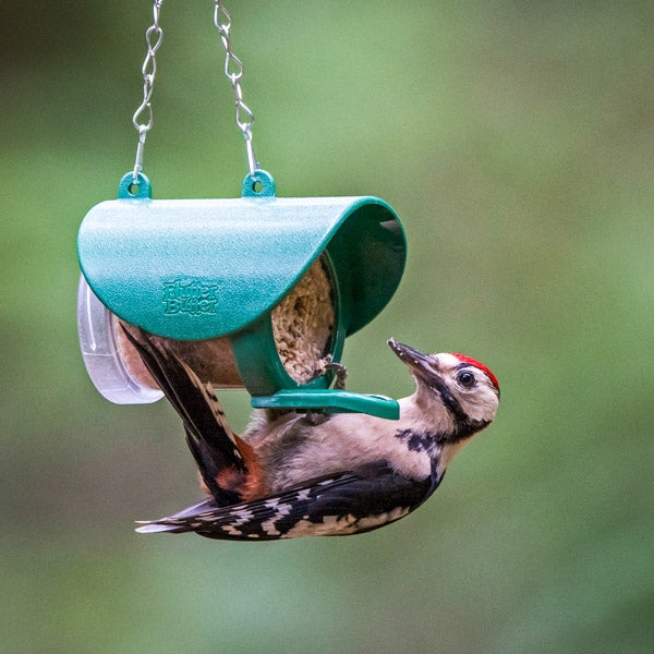 Flutter Butter Refills Buggy; Flutter Butter Pod Refills 80% less plastic; Peanut Butter for Birds; Woodpecker enjoing salt free peanut butter