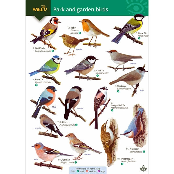 Your Guide to 50 Park & Garden Birds; Your Guide to 50 Park & Garden Birds; Your Guide to 50 Park & Garden Birds