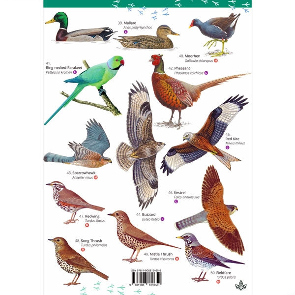 Your Guide to 50 Park & Garden Birds; Your Guide to 50 Park & Garden Birds; Your Guide to 50 Park & Garden Birds