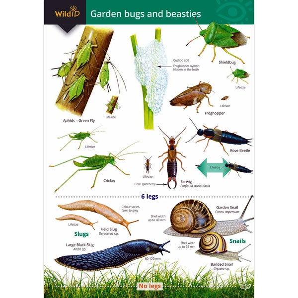 ID Guide to Garden Mini Beasts & Bugs; ID Guide to Garden Mini Beasts & Bugs; ID Guide to Garden Mini Beasts & Bugs