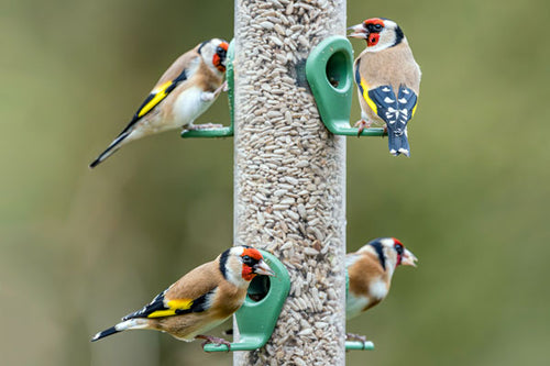 Goldfinches eating sunflower hearts