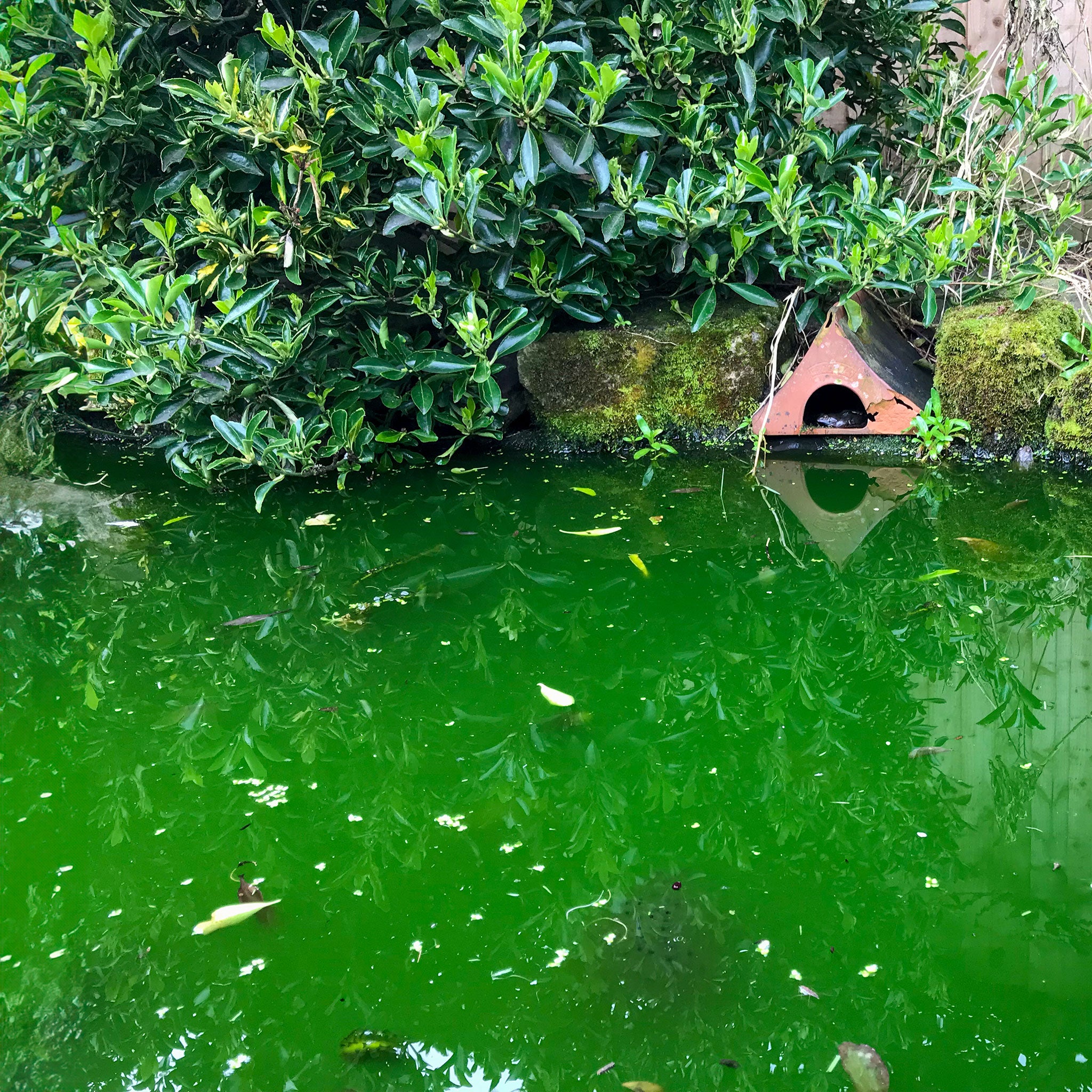 green pond water before treatment 