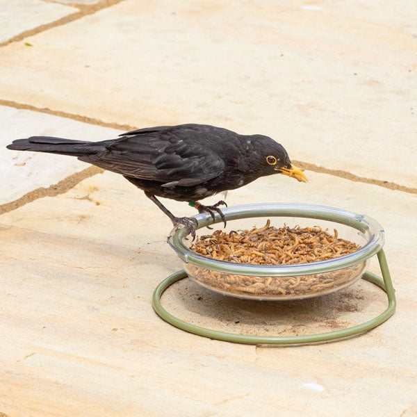 Robin Treat Dish; Blackbird eating from ground feeding dish; Robin eating from food dish; Easy clean robin treat dish
