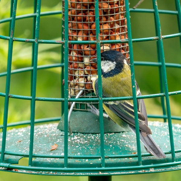 Standard Peanut Kernels; Attract more birds with quality peanut kernels; Woodpeckers love peanut kernels; Keep squirrels off peanuts for birds