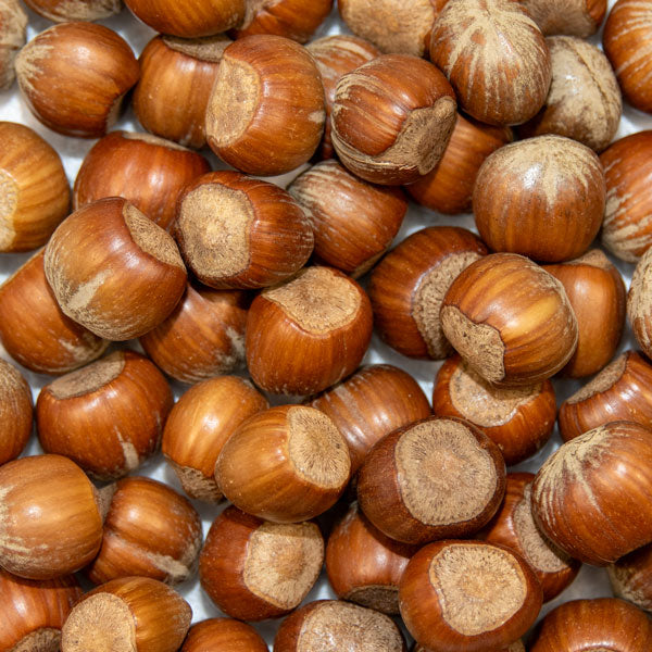 Close up of Ark hazelnuts in shell