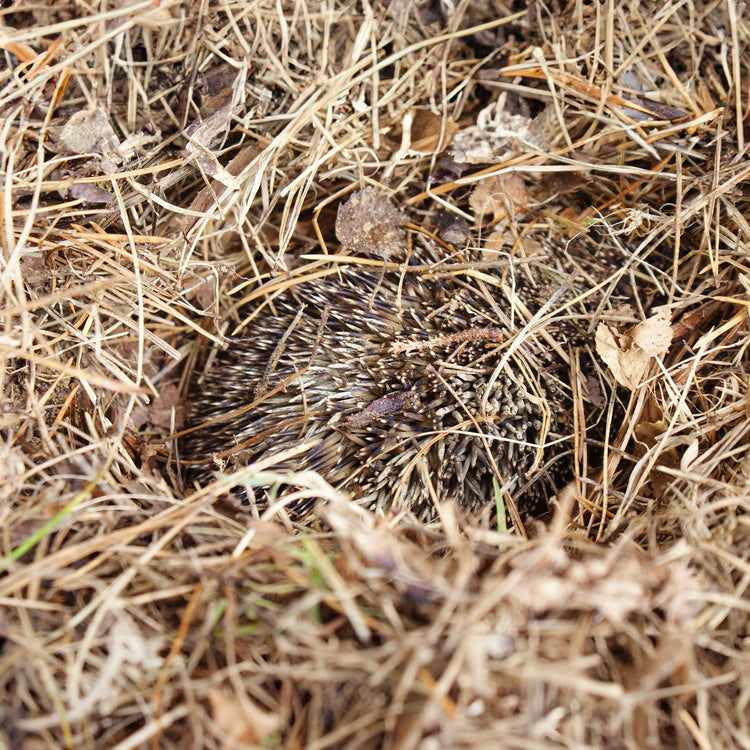 Hedgehog in a ball in a nest of hay and dried leaves