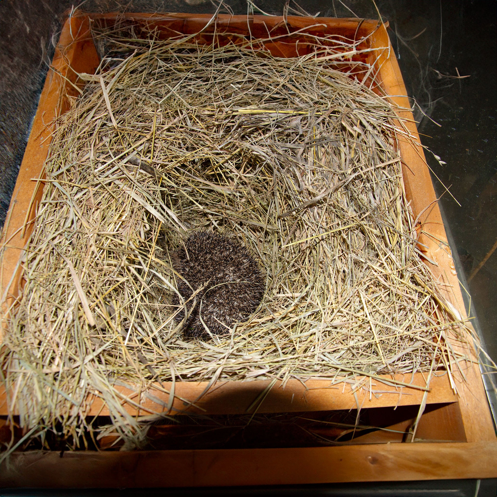 Hedgehog in a hedgehog house surrounded by hay