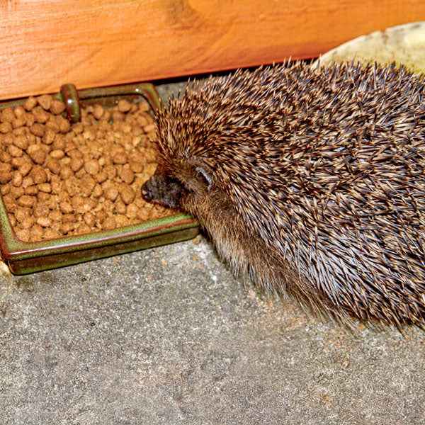 Adult hedgehog eating Ark Hedgehog Food Original