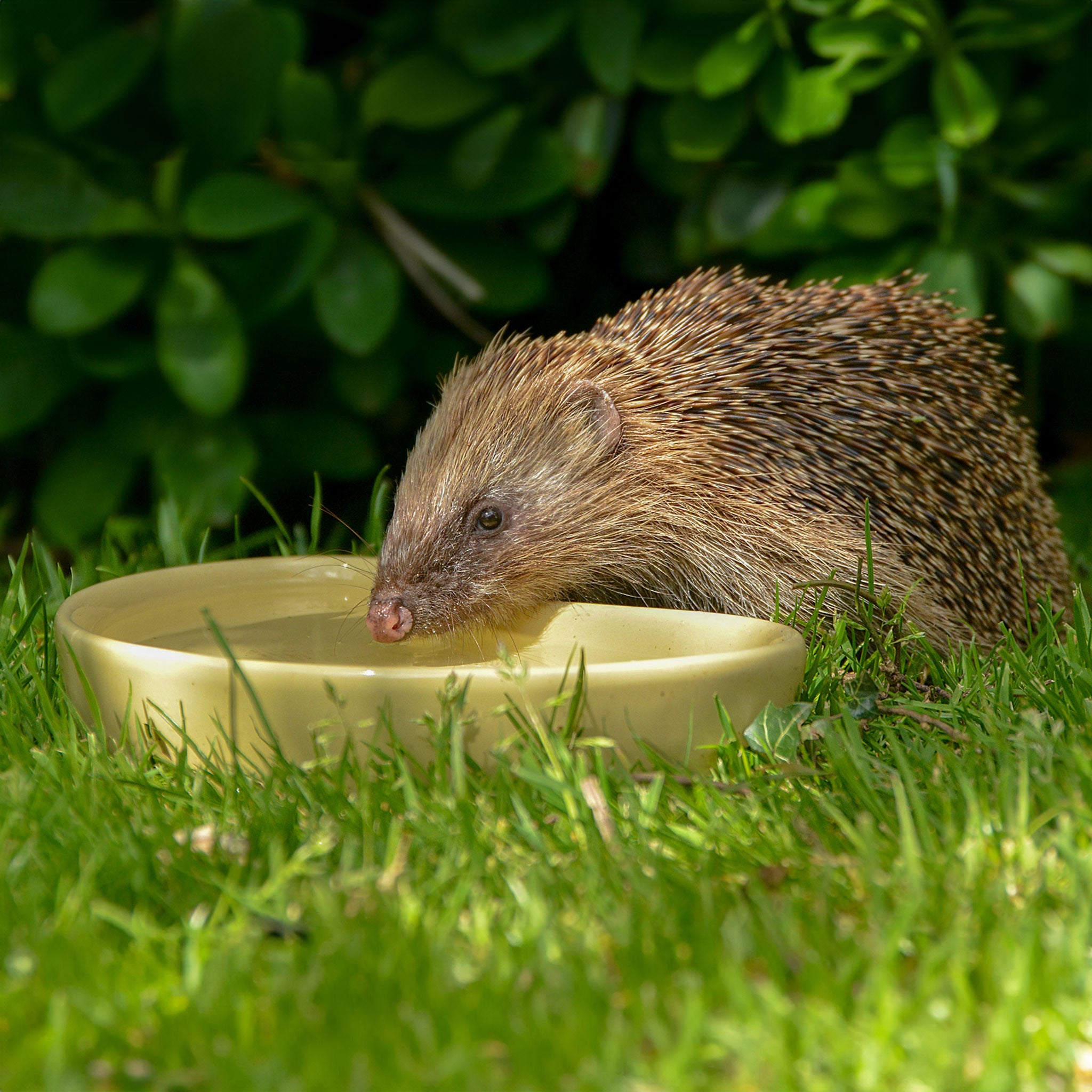 Hedgehog drinking from small ceramic water bowl 