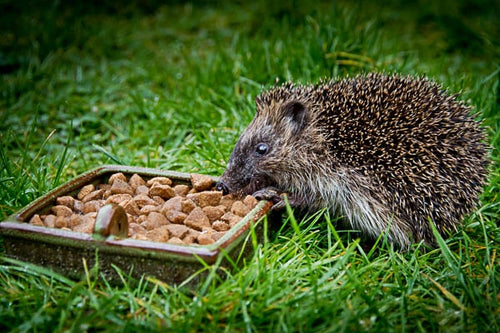 Young hedgehog feeding in the grden