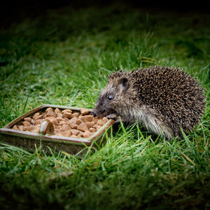 Hoglet eating moistened Ark Hedgehog Food Original 