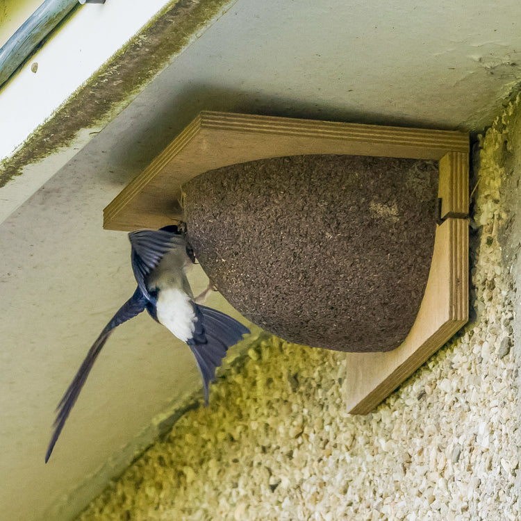 House Martin bird going into a nest bowl 