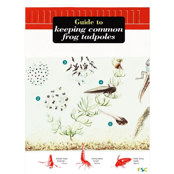 Guide to Keeping Frog Tadpoles; Guide to Keeping Frog Tadpoles