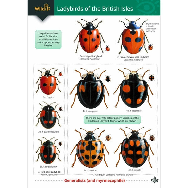 Field Guide to Ladybirds UK; Field Guide to Ladybirds UK; Field Guide to Ladybirds UK
