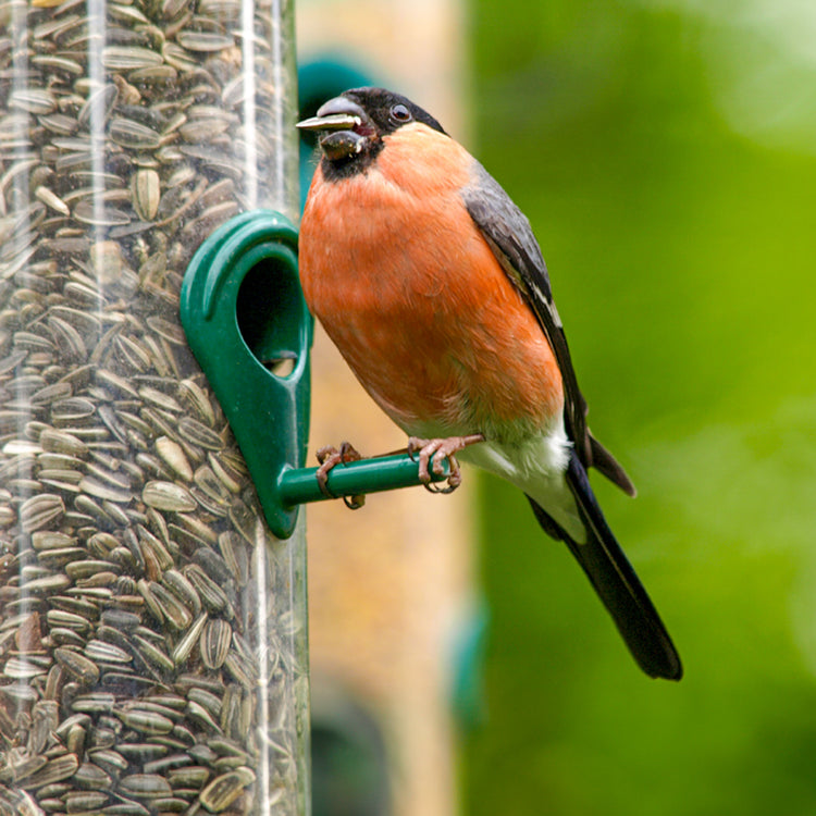 Bird perched on feeder with sunflower seeds