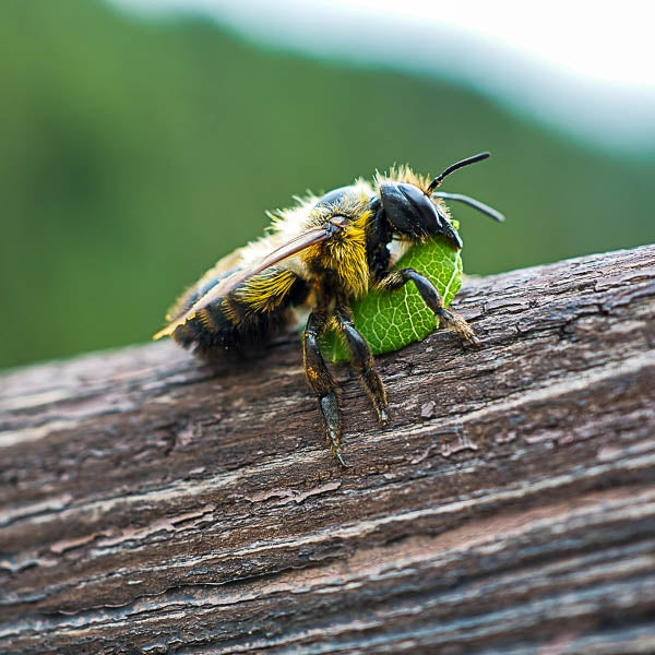 Bee Tubes Wooden; Bees using Wooden Bee Tubes; Leafcutter Bee