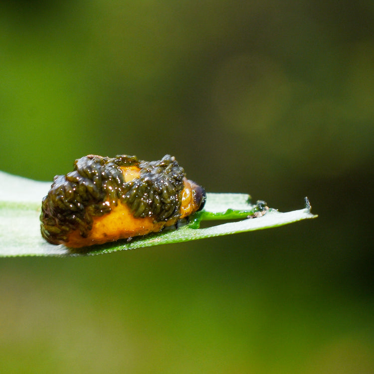 Lily beetle larvae faeces camouflage 