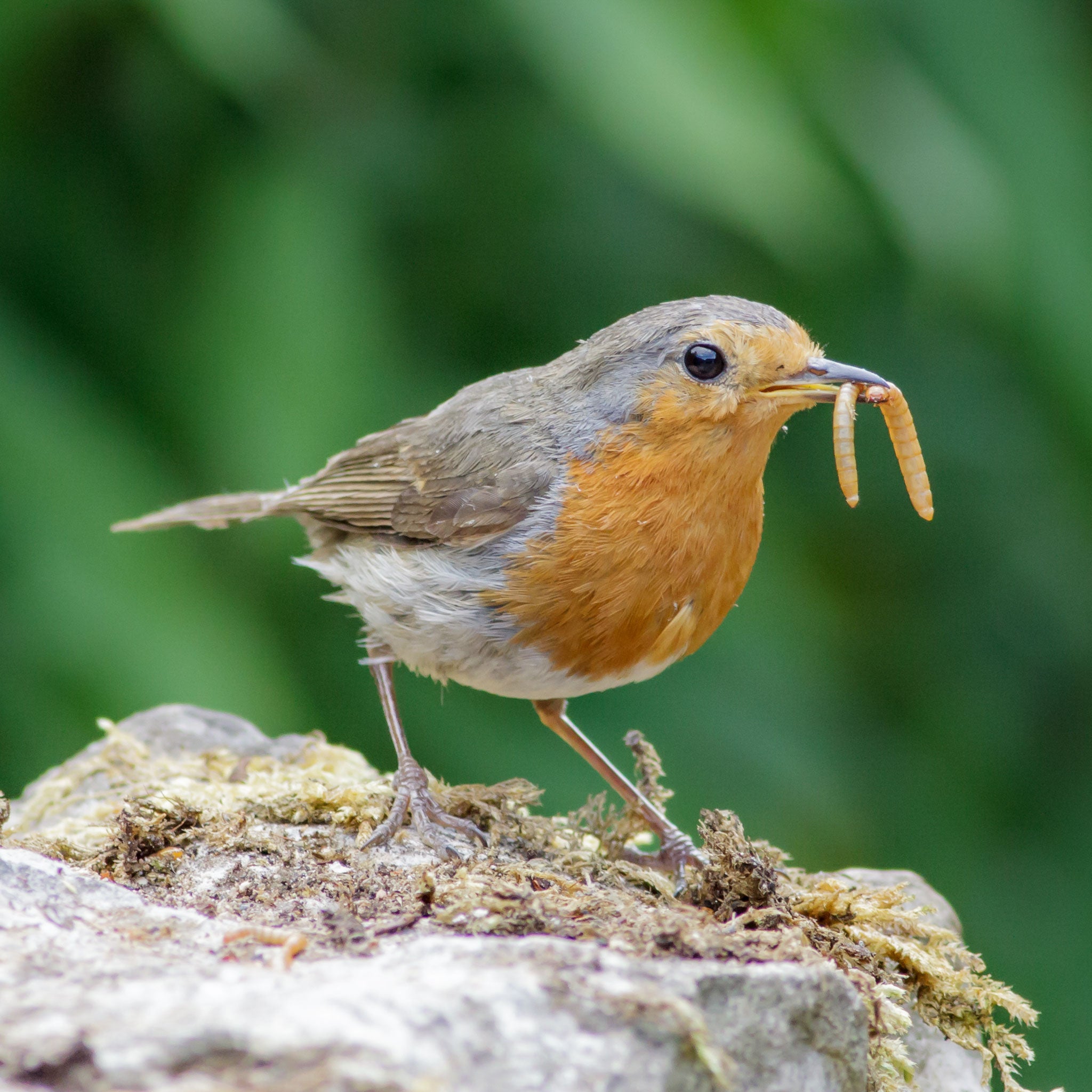 Robin with 2 mealworms in beak 