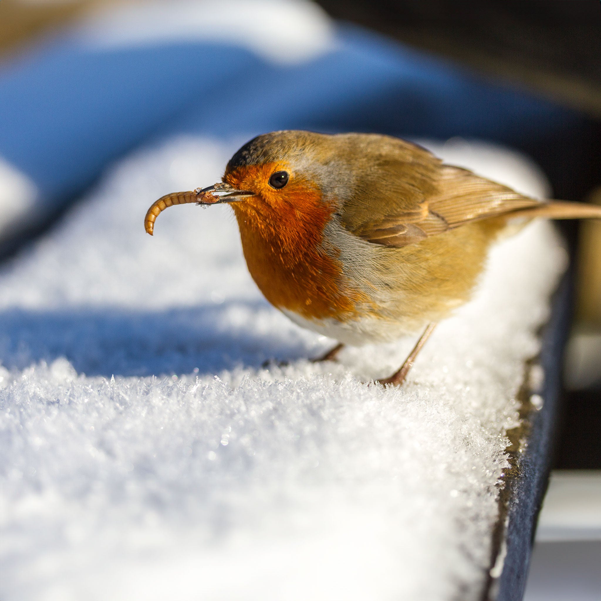 Robin in snow with mealworm in beak 