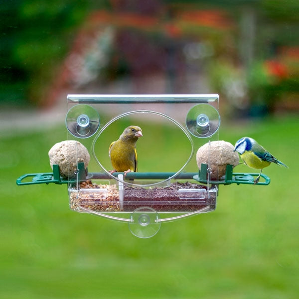 Meripac Complete Window Feeder with 2x Fat Ball Holders; Blackbird on window feeder; Robin close to view on window bird feeder