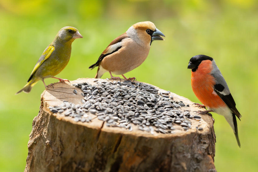 Garden birds eating black sunflower seeds on a log
