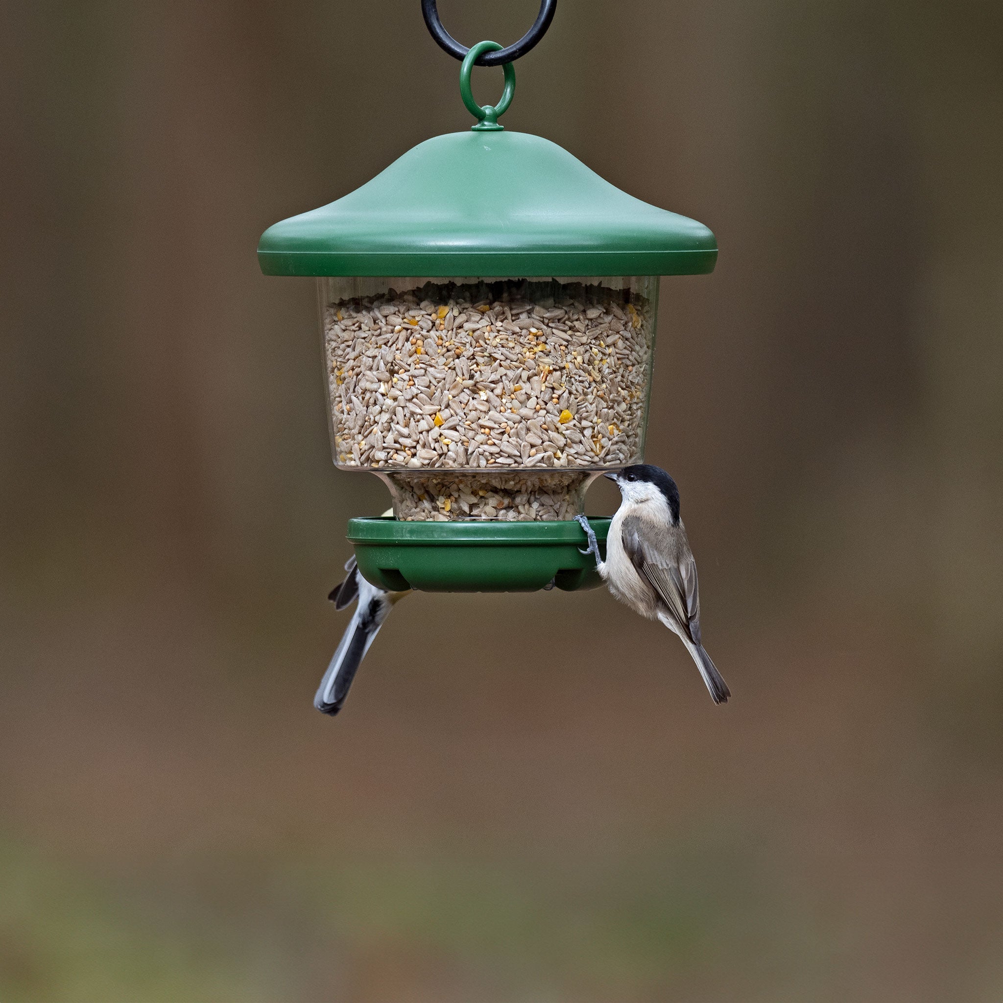 My Favourite Seed Feeder with birds