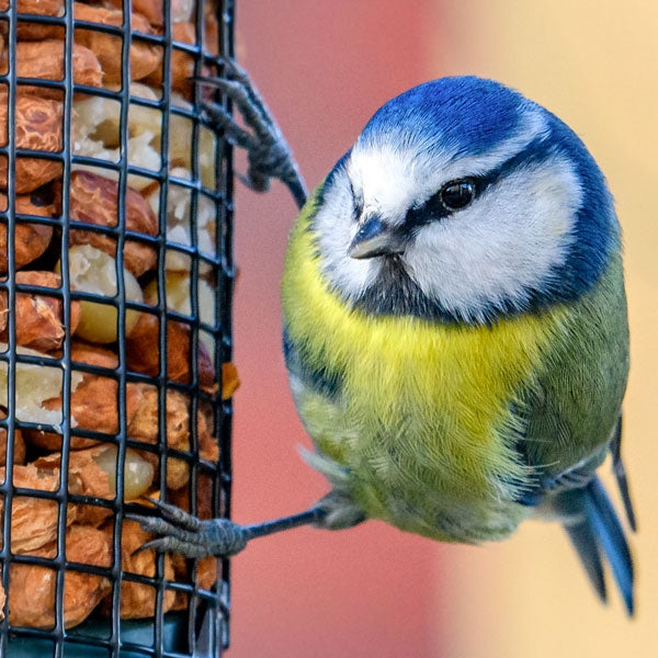 Premium Peanuts for birds; Blue tit enjoying peanut kernels; Attract more birds with high quality peanuts; A Blue Tit enjoying Premium Peanut Kernels