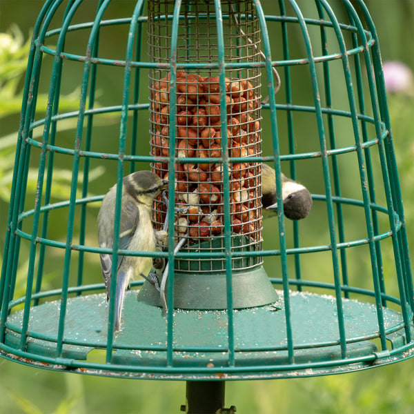 Blue Tit and Great Tit in caged peanut feeder