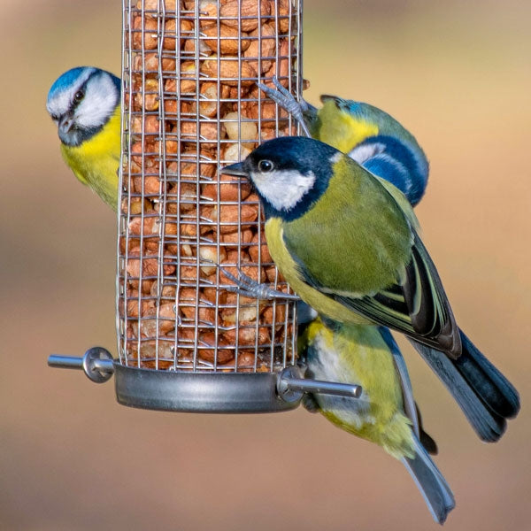 Standard Peanut Kernels; Attract more birds with quality peanut kernels; Woodpeckers love peanut kernels; Keep squirrels off peanuts for birds