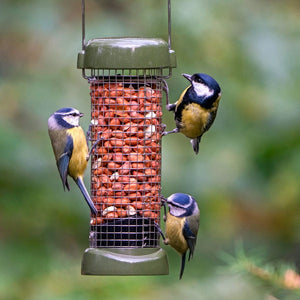 Premium Peanuts for birds; Blue tit enjoying peanut kernels; Attract more birds with high quality peanuts; A Blue Tit enjoying Premium Peanut Kernels