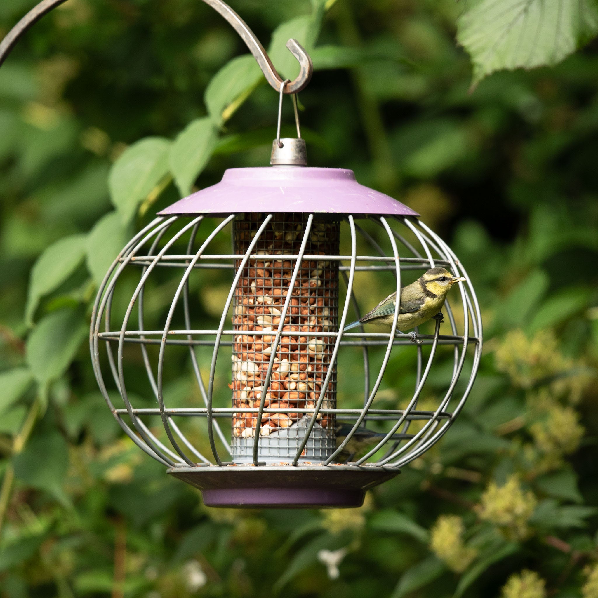 Close up of Tit in a caged peanut feeder