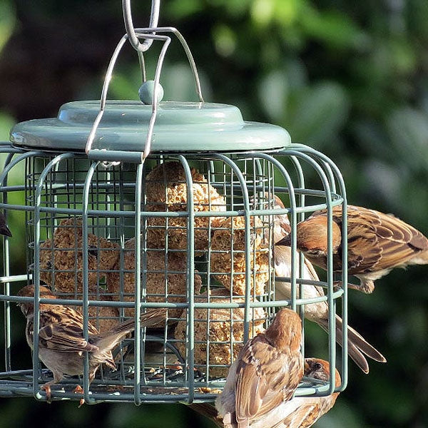The Nuttery Oval Suet & Fat Ball Feeder; The Nuttery Oval Suet & Fat Ball Feeder