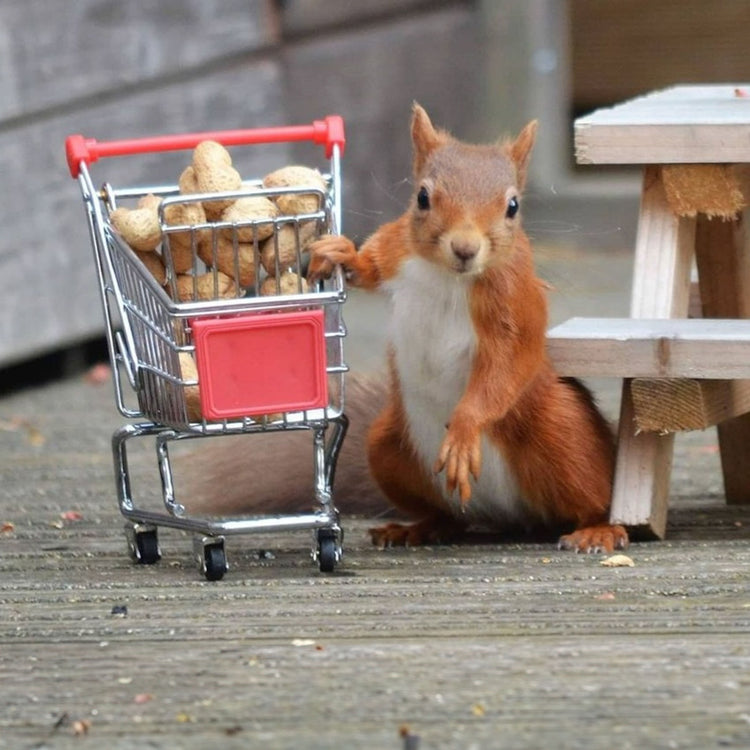 Red squirrel with a mini shopping trolley of peanuts in shell
