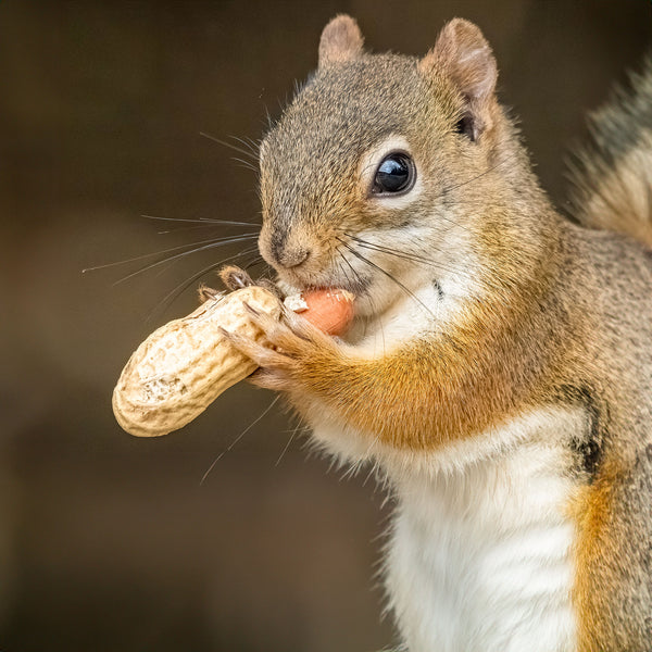 Squirrel holding and eating a peanut in shell