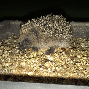 Small hedgehog enjoying a mix containing pin oatmeal