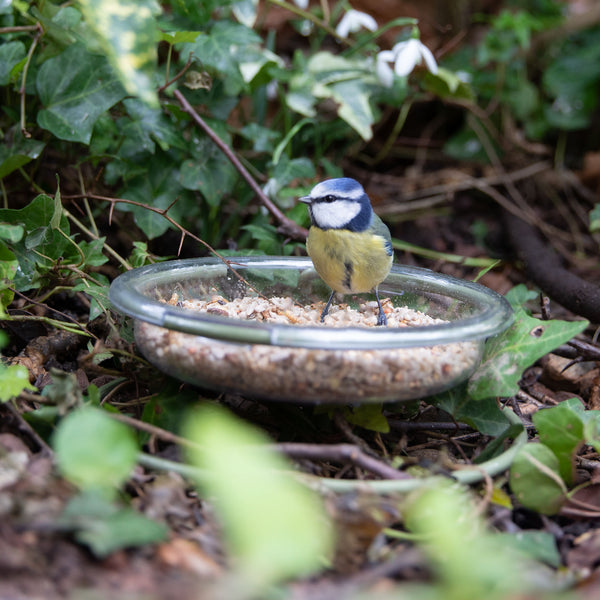 Blue Tit in a glass bowl filled with pinhead oats