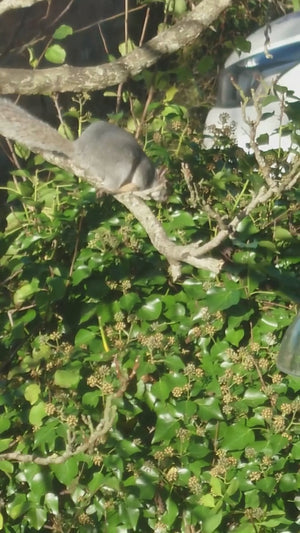 squirrel deterrent bird feeder baffle 