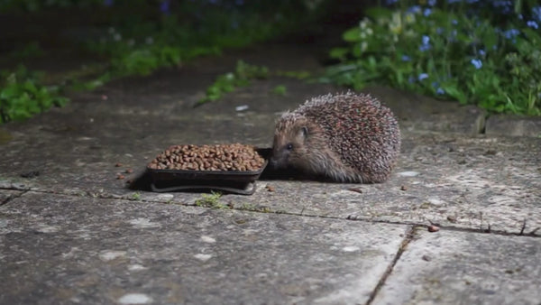 Hedgehog eating Ark Hedgehog Food Original