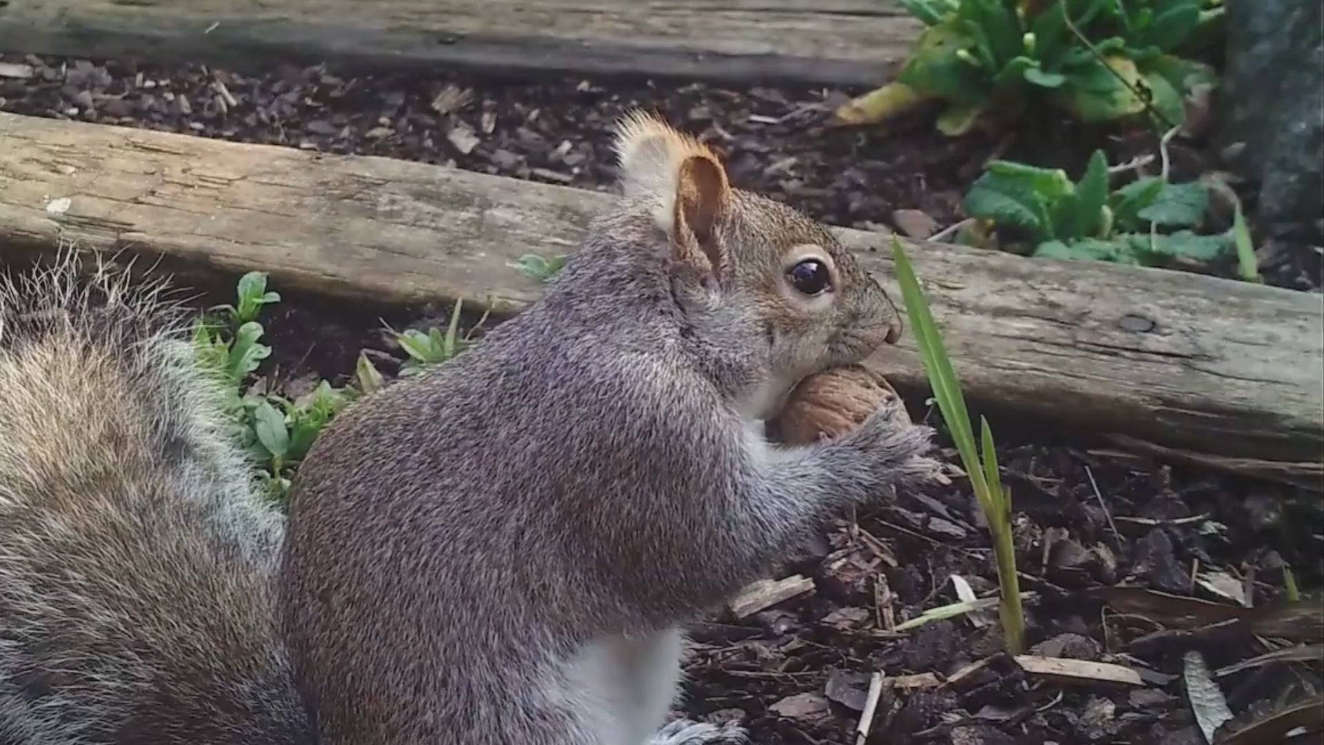 Video of a squirrel breaking in to a walnut to feed
