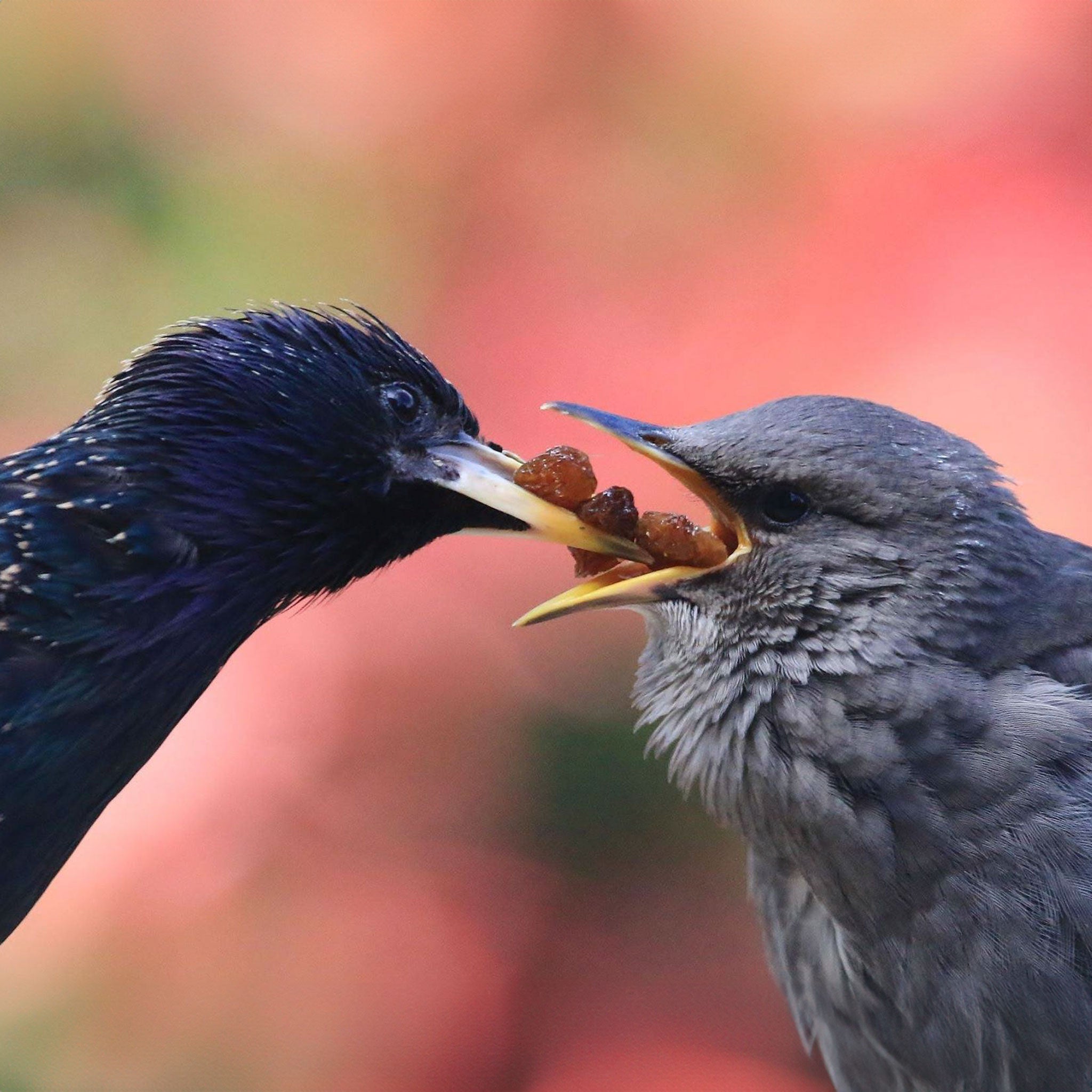 Starling feeding fledgling raisins