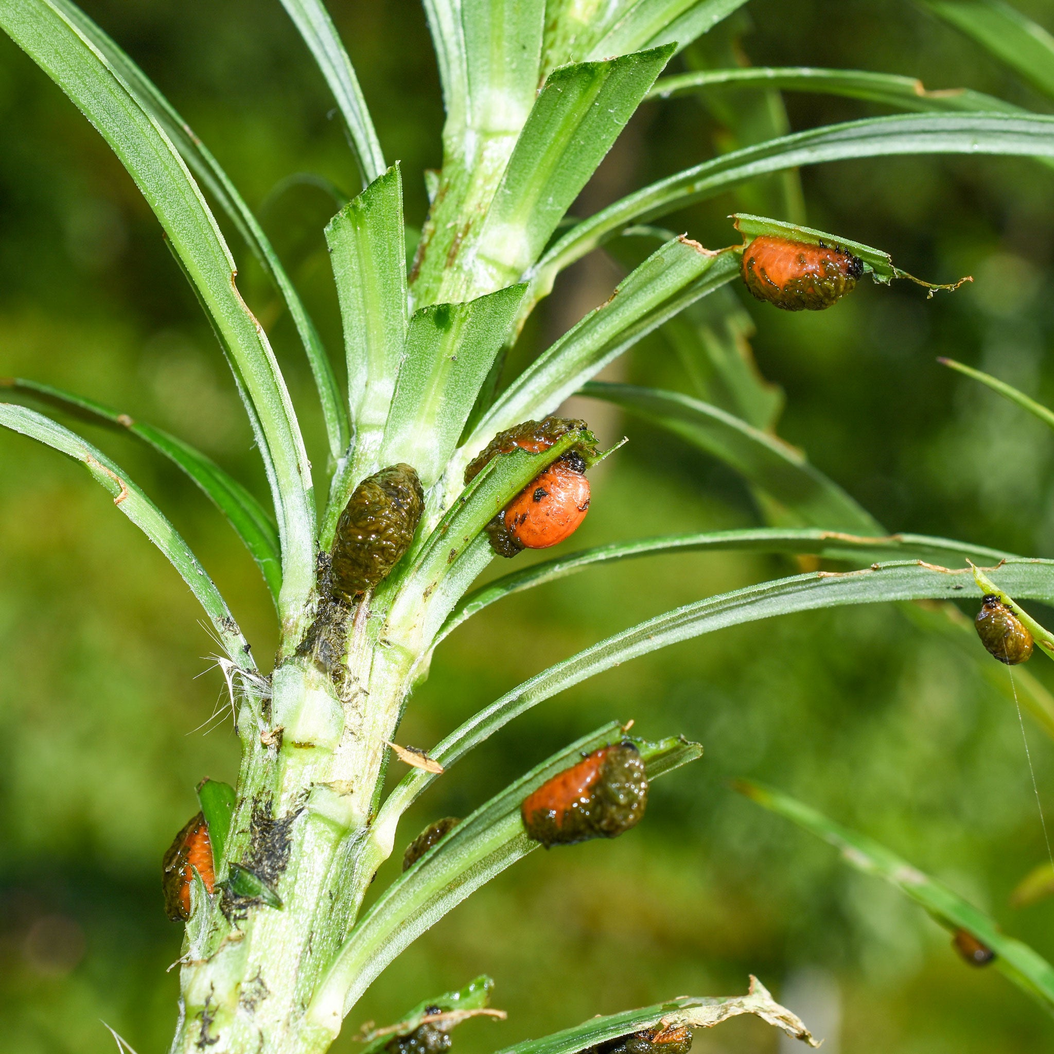 Red lily beetle larvae damage 