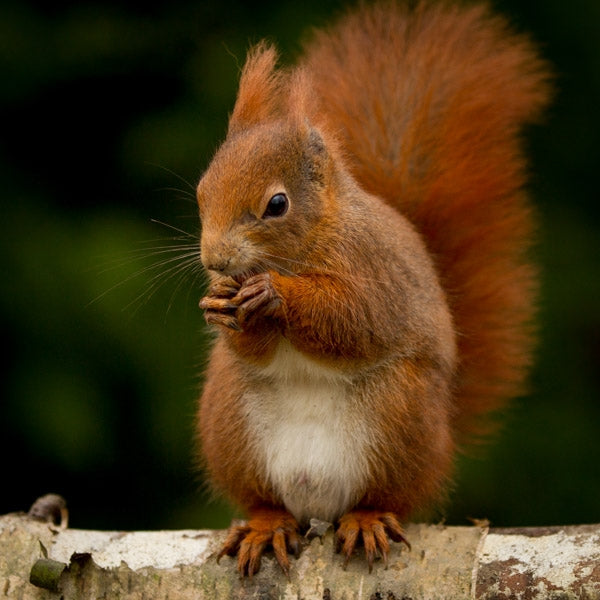 red squirrel eating nuts