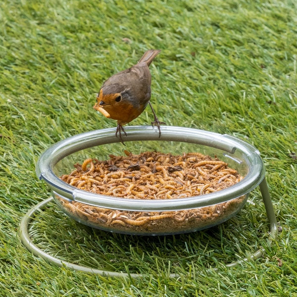 Robin Treat Dish; Blackbird eating from ground feeding dish; Robin eating from food dish; Easy clean robin treat dish