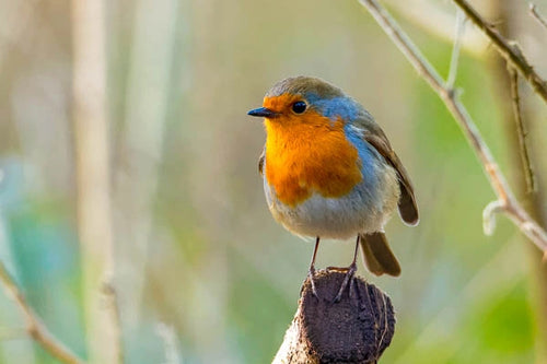 Robin on a perch