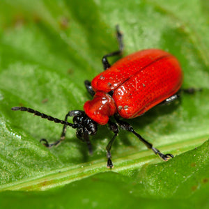 scarlet-lily-beetle-Lilioceris-lilii